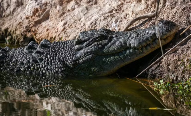 Menino de 3 anos luta pela vida após ser empurrado para jaula de crocodilos em zoológico inglês
