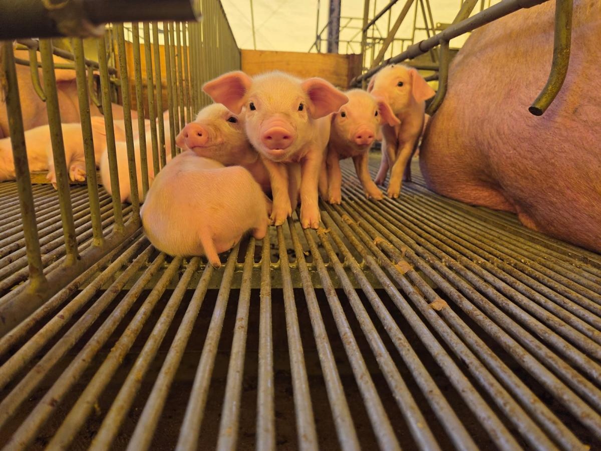 Queda nos preços e alto custo de produção preocupa suinocultores do Estado