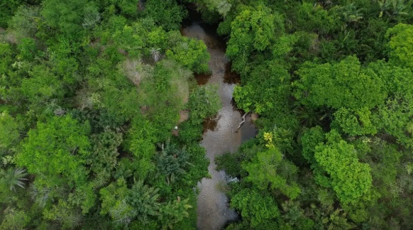 Mato Grosso e Pará concentram quase metade da área queimada no Brasil desde 1985, aponta MapBiomas