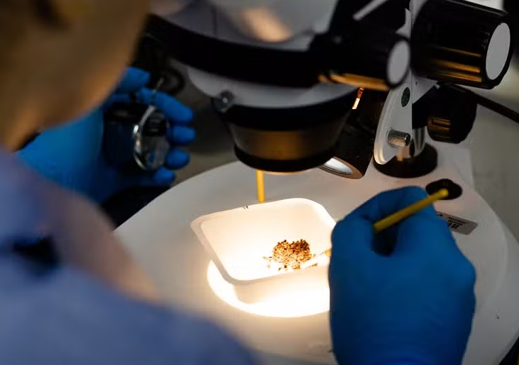 Anvisa autoriza nova empresa a produzir mosquitos que combatem a dengue; entenda