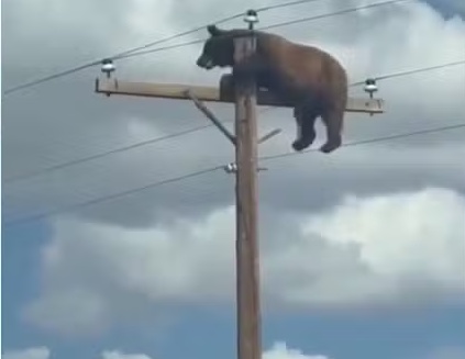 Urso sobe em poste de energia, mobiliza equipes de resgate e morre eletrocutado nos EUA