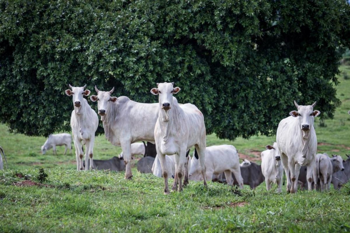 Pecuária de MT bate recorde e chega a 45% dos bovinos abatidos com até 24 meses