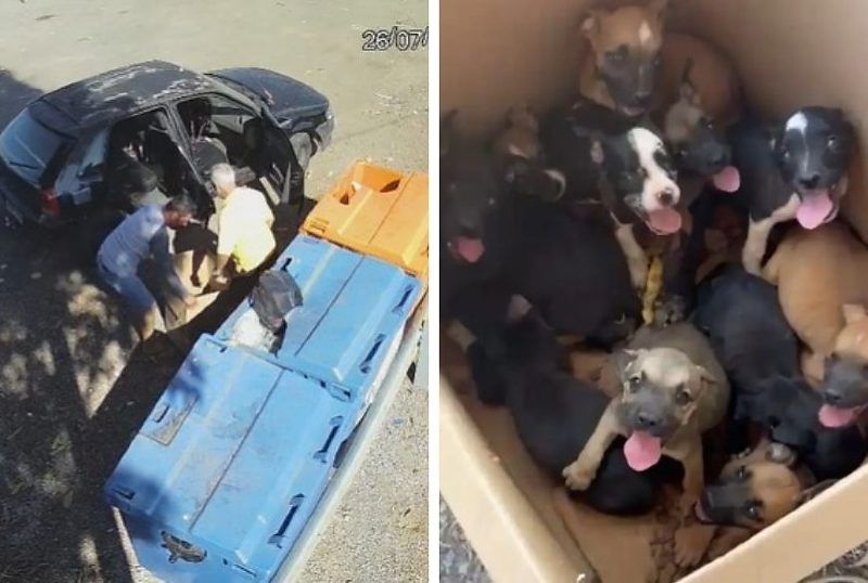 Homem abandona 11 filhotes de cachorro em rodovia, é rastreado por câmeras e acaba preso