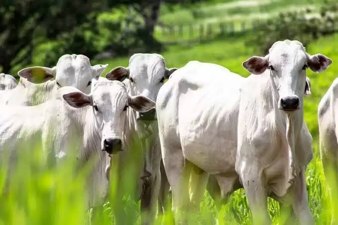Lei que reduz multa para pequenos produtores rurais entra em vigor