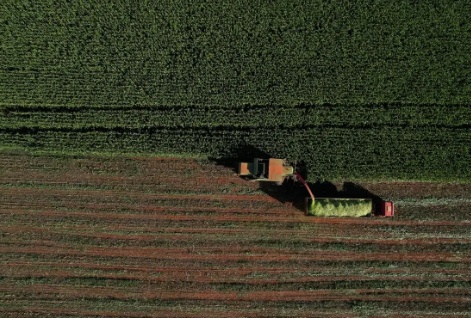 Colheita chega à reta final e produção de milho em MT deve passar de 57 milhões de toneladas