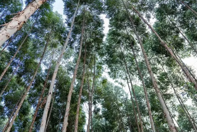 Com demanda por biomassa, plantio de eucalipto atrai investidores em MT