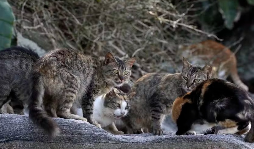 5 gatos introduzidos para conter ratos causam desastre ecológico milionário