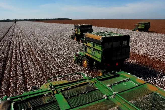 Mesmo com menor área plantada e chuvas atípicas, MT deve bater recorde na produtividade do algodão