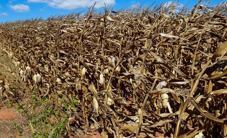 Mato Grosso plantou segunda maior área de milho de sua história em 2025/26