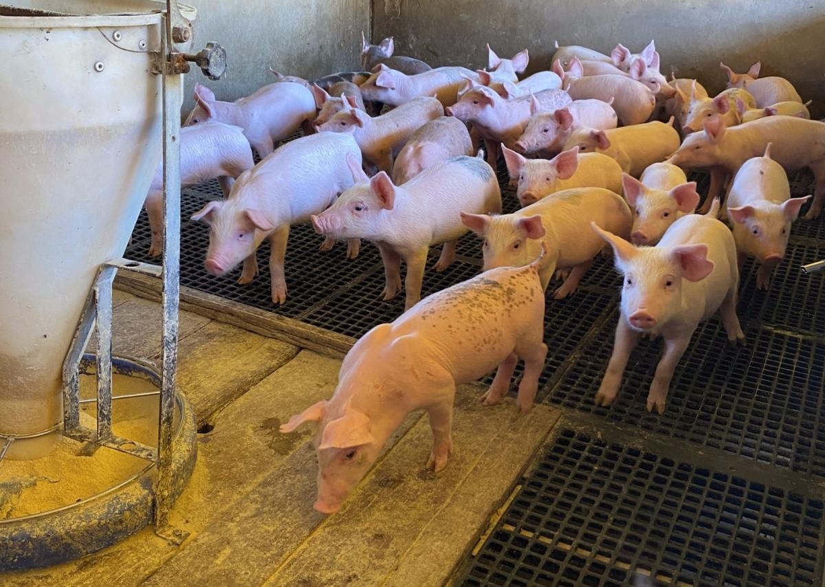 Planejamento e vazio sanitário fortalecem a sanidade na suinocultura no Estado