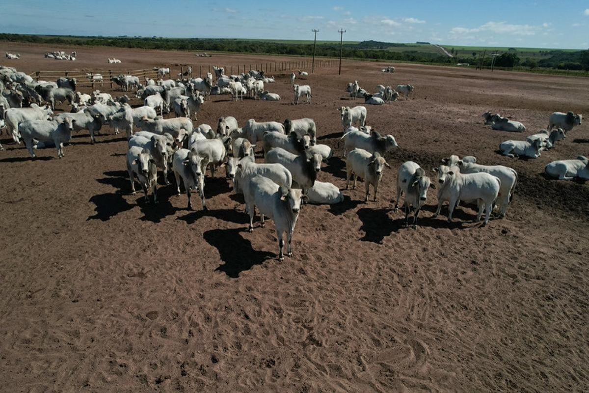 Prazo para emitir a GTA encerra hoje devido à paralisação do Sindesa em Mato Grosso